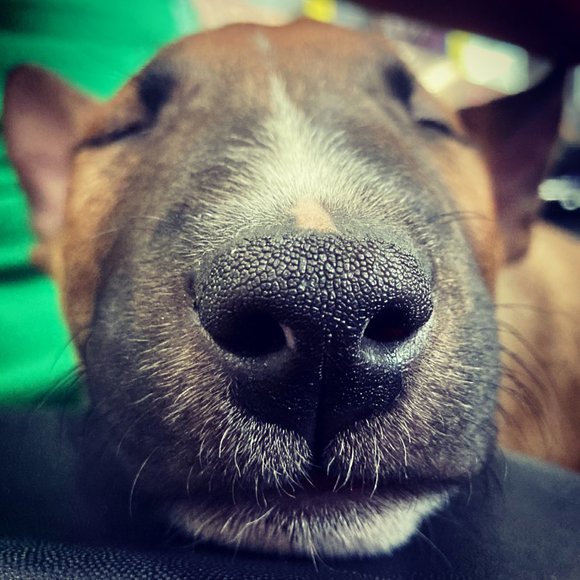 Meet your Posher, Doll - Picture 6 of 16